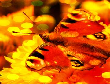 FX №249487 Butterfly yellow  bokeh background