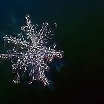 FX №25334 snowflake