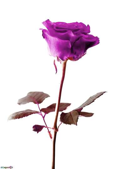 FX №25414 violet rose on a white background