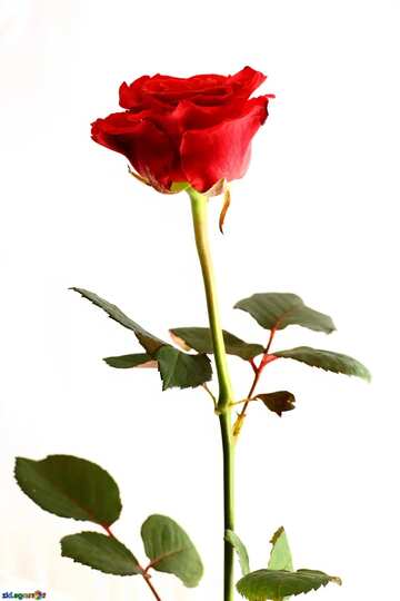 FX №25425 flower rose