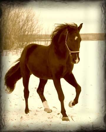 FX №26342 Horse in winter dark frame horse
