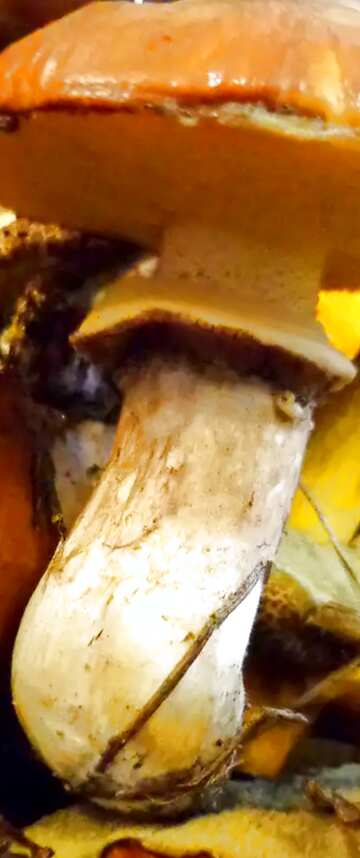 FX №26207 Suillus mushrooms
