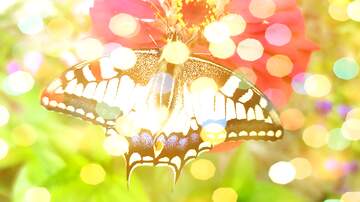 FX №261281 Butterfly background