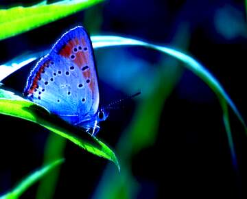 FX №261287 Butterfly blue