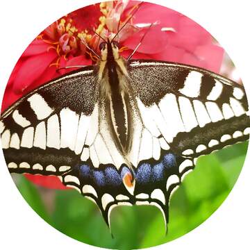 FX №261289 butterfly profile picture