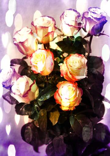 FX №261095 Roses Bouquet bokeh lights with hearts