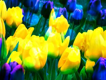FX №261326 tulips colorful  background