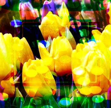 FX №261328 tulips template banner blank background