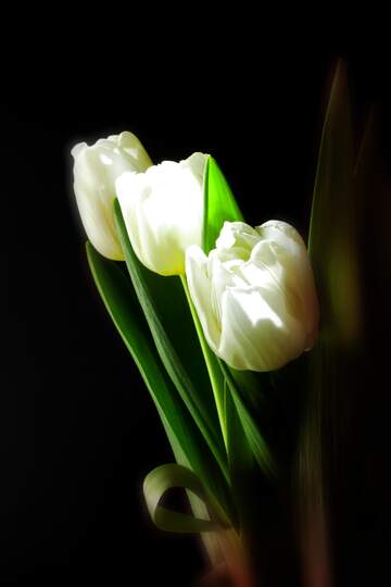 FX №261460 White Tulips bouquet  on black