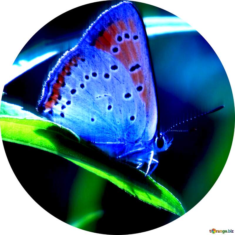 Blue butterfly profile picture №22291