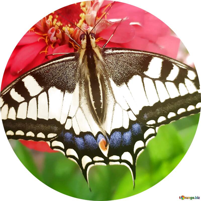 butterfly profile picture №55870