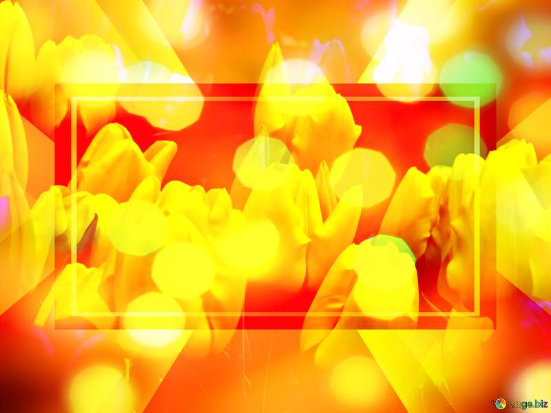 Flower tulips business background №31271