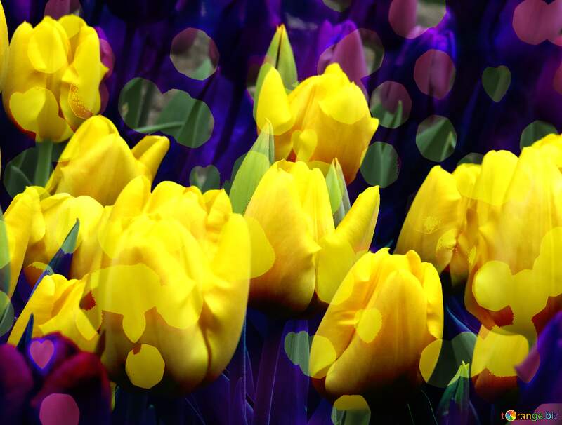 flowers tulips dark  background №31271