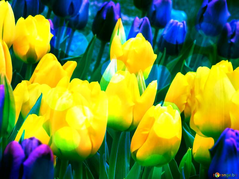 tulips Bokeh colorful  background №31271