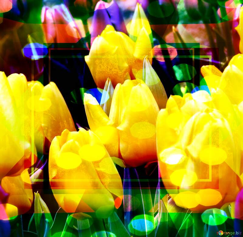 tulips template banner blank background №31271