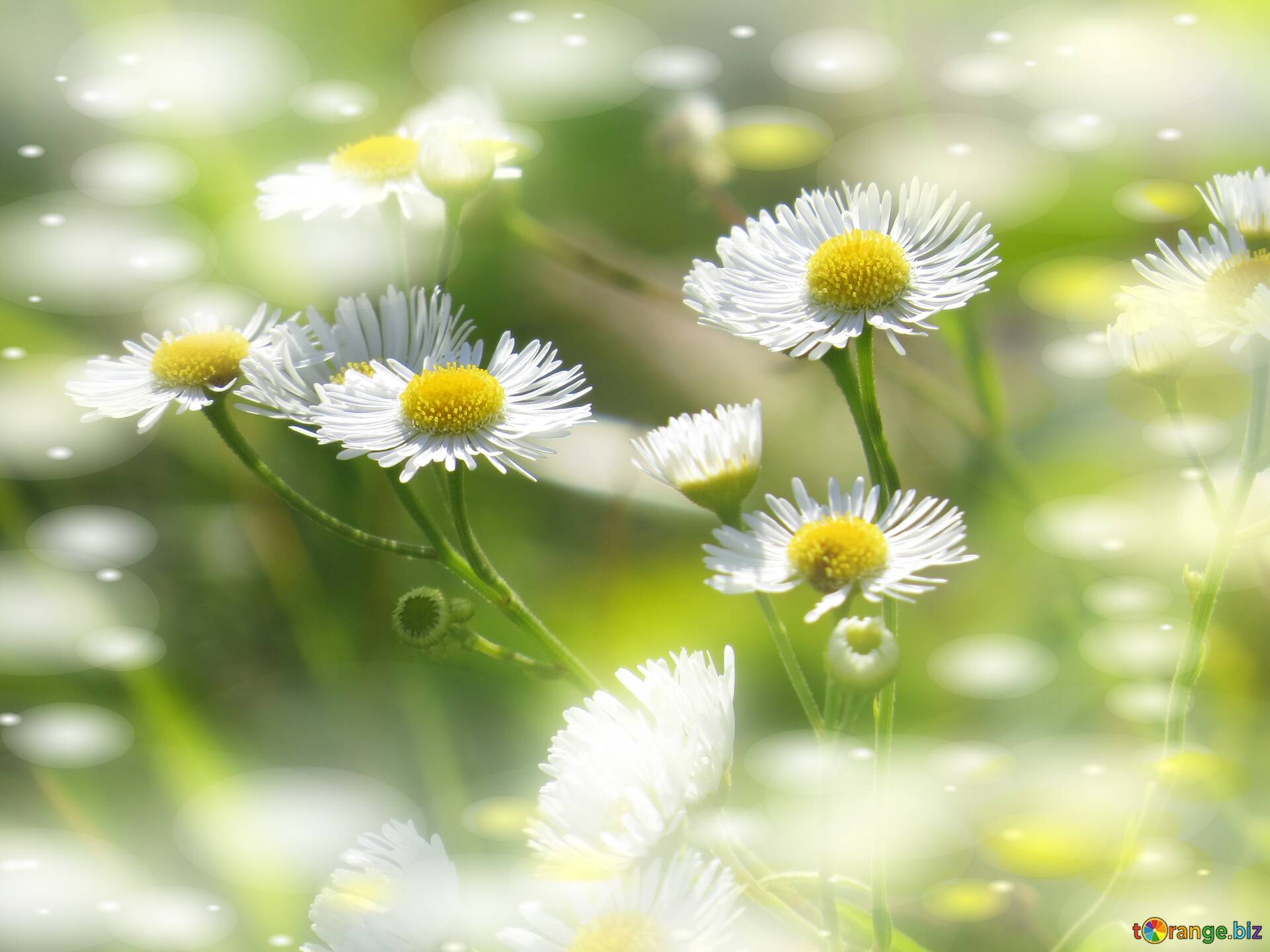 Nền nhoè hoa cúc trắng: Hãy cùng chiêm ngưỡng bức hình hoa cúc trắng tràn đầy năng lượng và sự tươi mới. Với nền xanh mướt tươi tắn, bức hình này thực sự là một sự lựa chọn tuyệt vời để thư giãn và tận hưởng cảm giác yên bình.