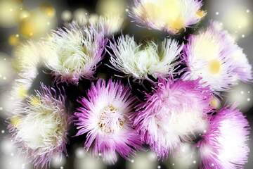 FX №262606 Aster autumn flowers