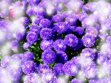 FX №262604 Asters flowers background