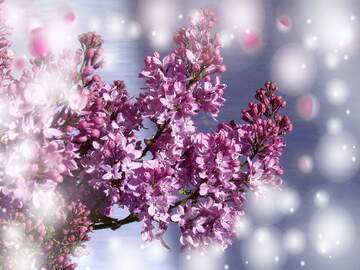 FX №262600 Background Lilac Flowers