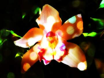 FX №262503 beautiful darkness moth orchid wildflower