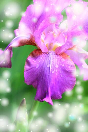 FX №262704 Beautiful flower iris background