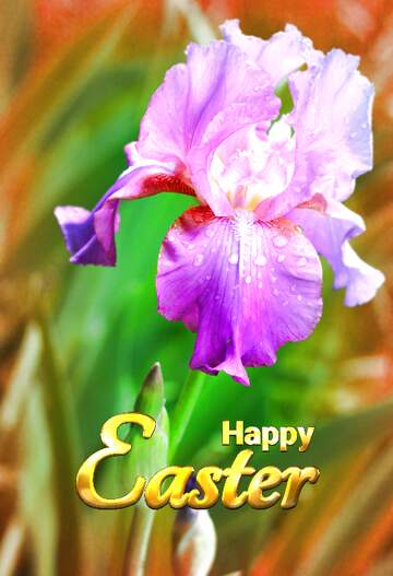 FX №262705 Beautiful flower iris Happy Easter