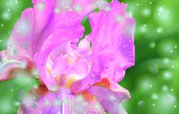 FX №262706 Beautiful Iridaceae flower