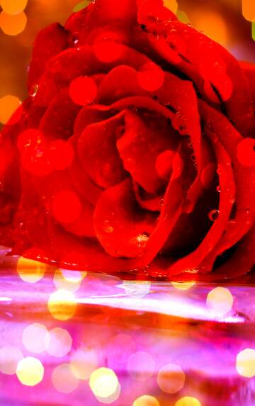 FX №262383 Beautiful rose bokeh lights  background