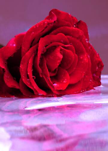 FX №262378 Beautiful rose evenig background