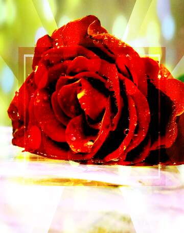 FX №262381 Beautiful rose template bokeh background