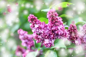 FX №262601 Blooming lilac background