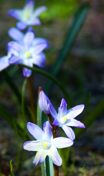 FX №262760 Blue Flowers in spring