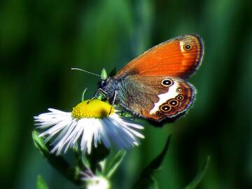FX №262456 Butterfly on flower  profile image