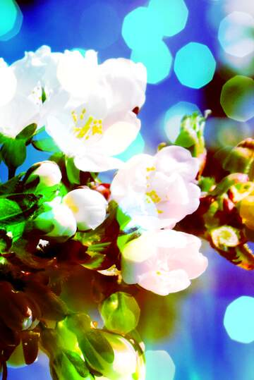 FX №262492 Delicate tree flowers background