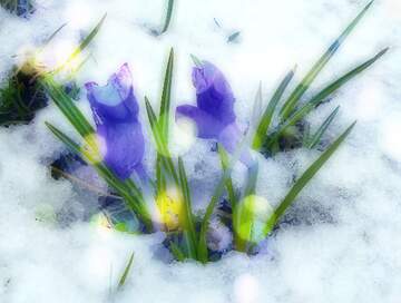 FX №262375 Der Hintergrund der ersten Frühlingsblumen unter dem Schnee
