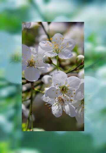 FX №262789 fleurs de cerisier