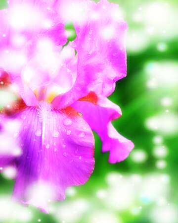 FX №262703 flower iris background