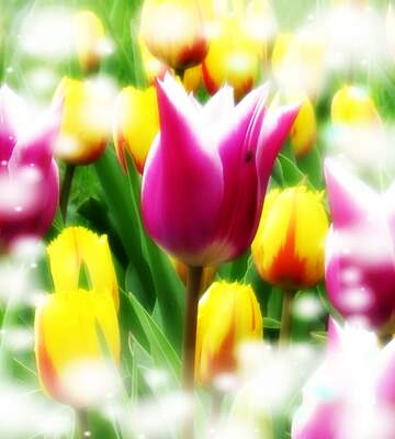 FX №262641 Flower  tulip background