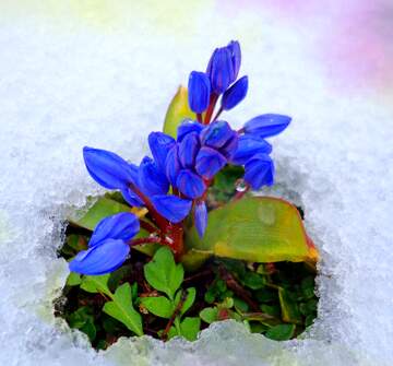 FX №262592 Flower under snow bright background