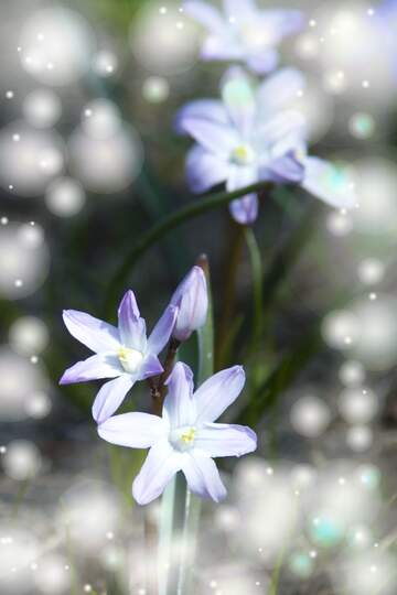 FX №262757 Flowers in spring background