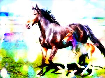 FX №262436 Horses colorful background