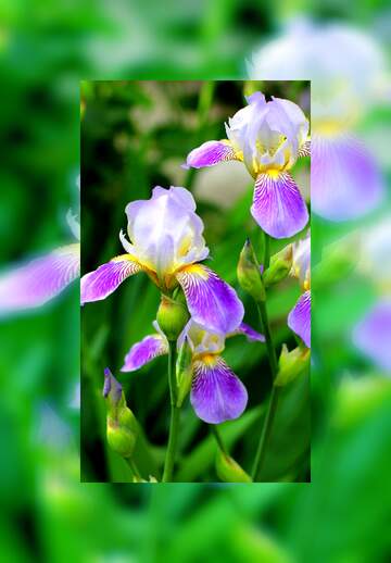 FX №262714 Iris flower frame