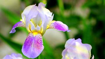 FX №262717 Iris flower macro