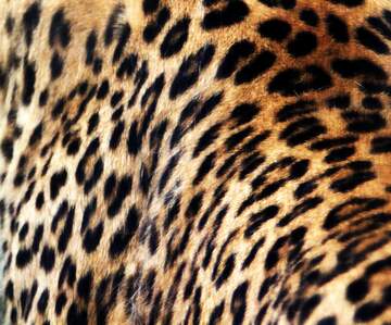 FX №262072 Leopard patterns texture