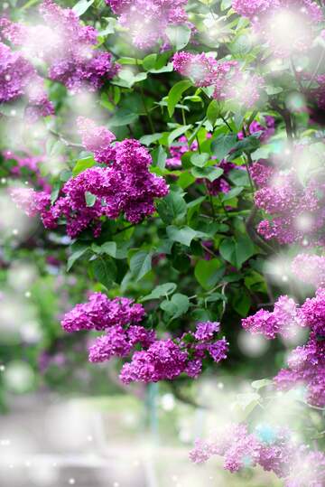 FX №262669 Lilac garden background