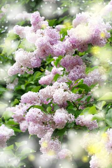 FX №262582 Lilac pink flower background