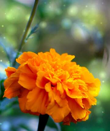 FX №262804 Marigold  wildflower colorful background
