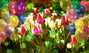 FX №262673 Multicolored tulips birthday background