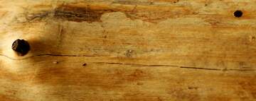 FX №262487 no bark wood texture