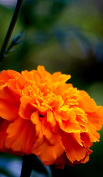 FX №262807 Orange Marigold flower background